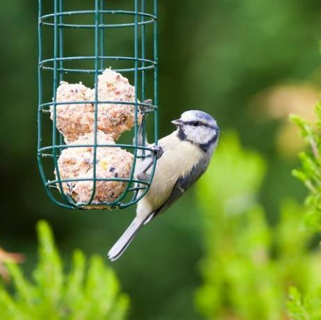 pássaro, bico, abastecimento de pássaros, alimentador de pássaros, comida para pássaros, animais selvagens, chapim, planta, pássaro empoleirado, rabo,