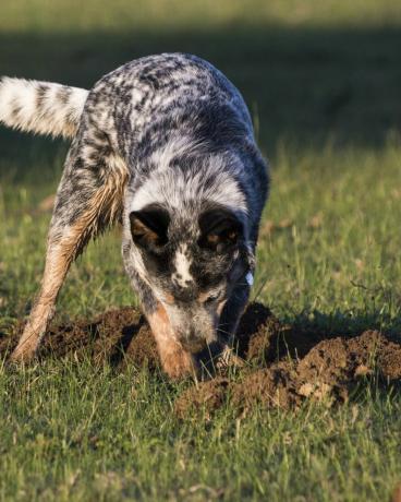 cão pastor australiano blue heeler cavando um buraco na grama