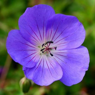 Geranium Rozanne ('Gerwat') (PBR)