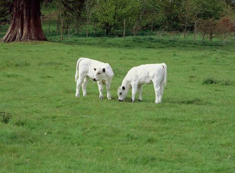 Bezerros de Dinefwr White Park © National Trust Images Andrew Butler