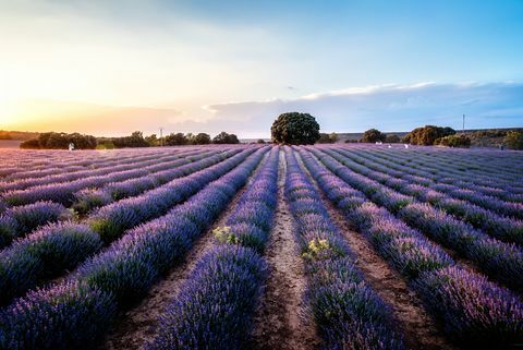 campos de lavanda