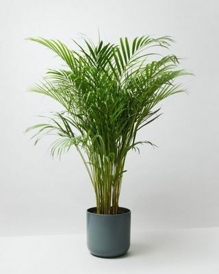 Palmeira Areca