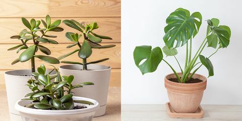 planta de jade e filodendro