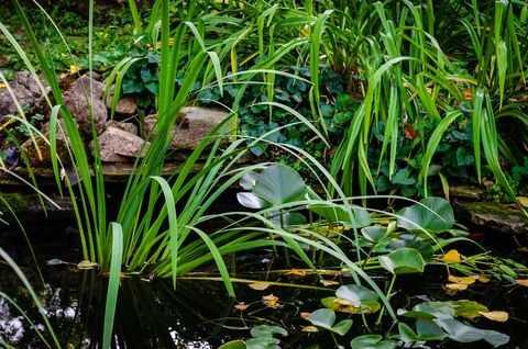 Close-up de um viveiro de peixes no jardim com plantas aquáticas e rochas, refletindo o céu da tarde