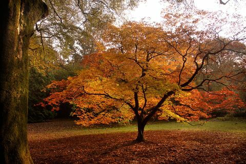 acer folhas da árvore