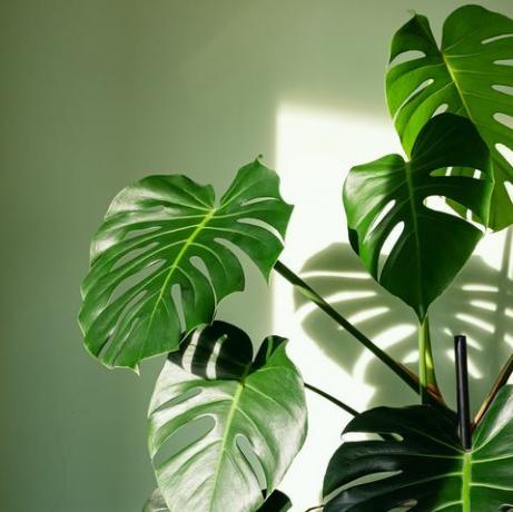 close-up de grandes folhas de palmeira monstera deliciosa em luz brilhante contra a parede verde o furacão ou a planta de queijo suíço