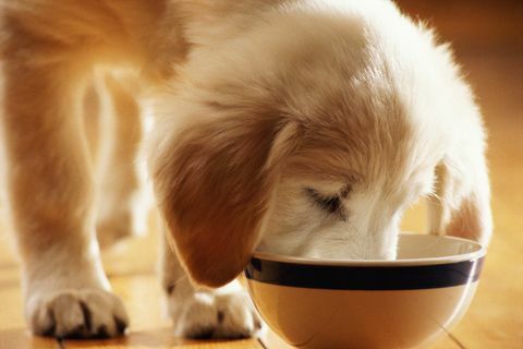 cachorro comendo na tigela