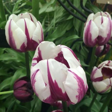 tulipa roxa e branca