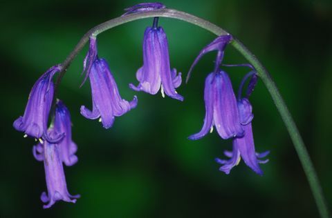 Close-up de flor bluebell