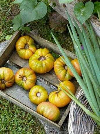 tomates caseiros