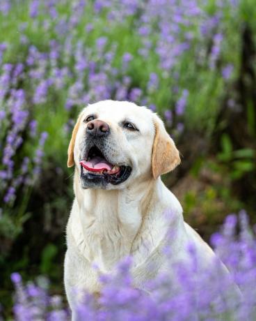 retrato de um cão labrador retriever amarelo sentado em um campo de lavanda roxo