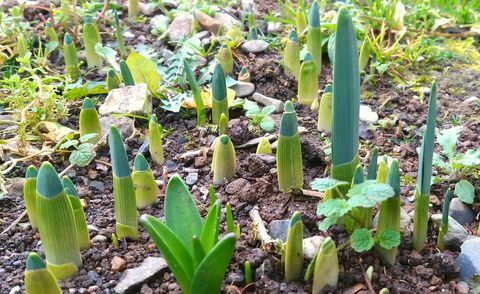 Como preparar seu jardim para a primavera