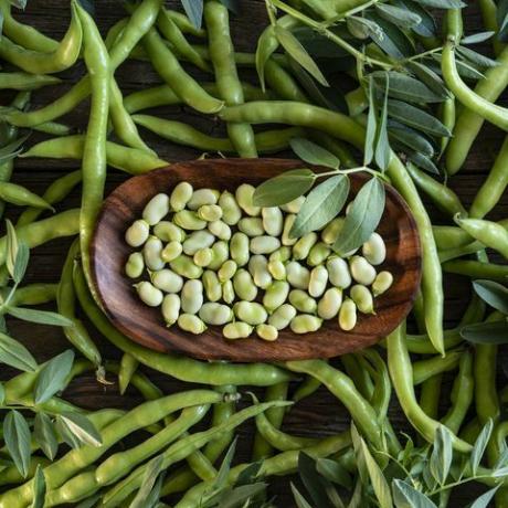 favas feijões de lima frescos logo após o fundo da colheita com folhas de plantas