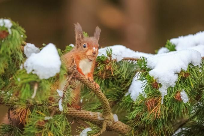 Esquilo vermelho curioso no Pinheiro