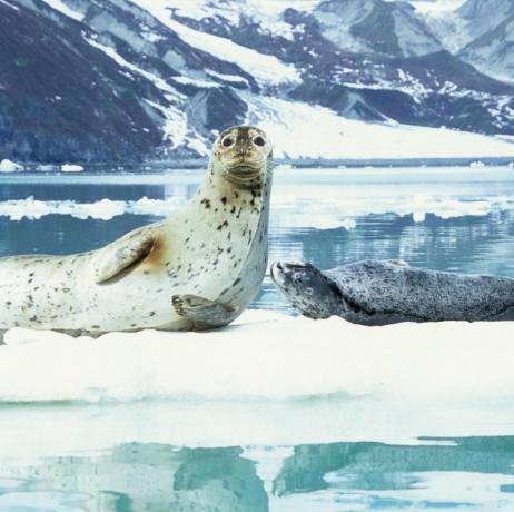 uma mãe e um filhote de foca descansam em um iceberg na baía das geleiras, Alasca