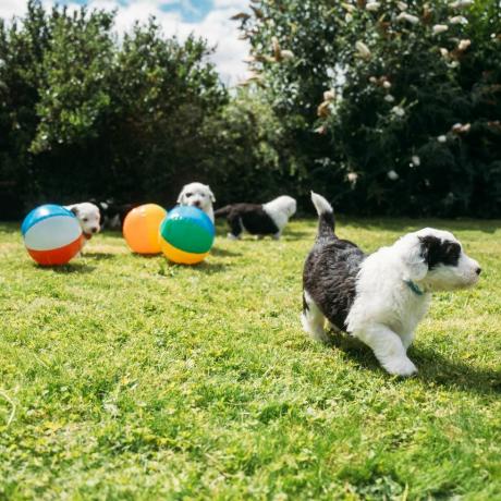 cachorro dulux recebe ninhada de cachorrinhos