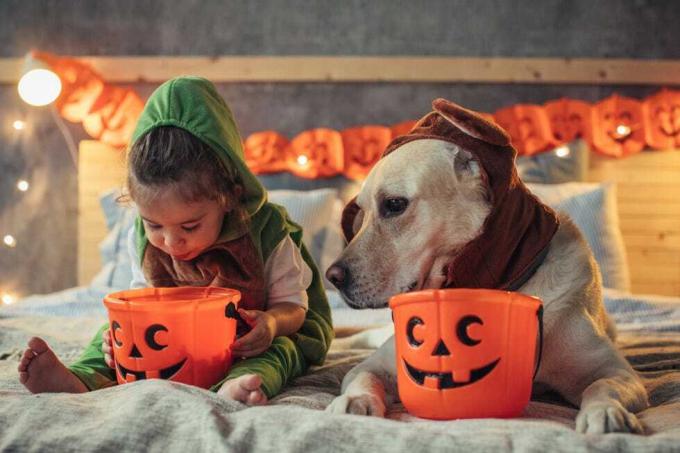 Cão, Canidae, Raça de cão, Cão de companhia, Carnívoro, Whippet, Fawn, galgo italiano, 