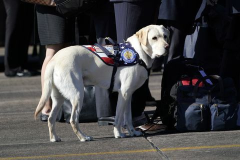 Cerimônia de partida realizada como corpo do presidente Bush transportado para Washington DC