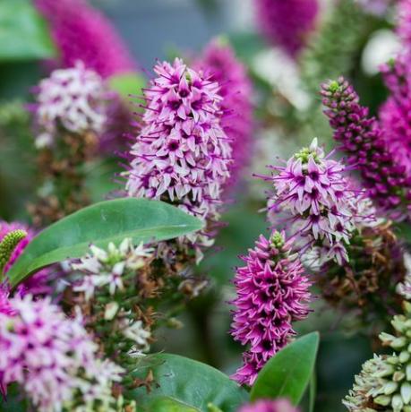 hebe hebedonna nikka é um arbusto perene, uma planta da família plantaginaceae flor arbusto veronica florescendo com flores rosa magenta, folhas verdes, vertical