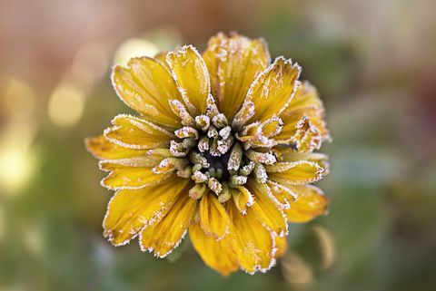 Rudbeckia amarelo fosco flor também conhecido como Coneflower