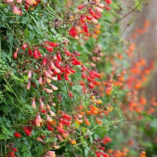 Eccremocarpus scaber (flor da glória chilena)