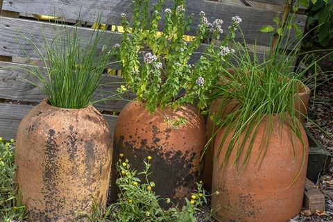 trabalhos fáceis de jardinagem para agosto