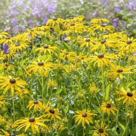 linda floração de verão, flores amarelas de rudbeckia fulgida var sullivantii 'goldsturm' susan de olhos pretos