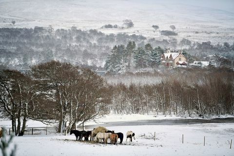 cavalo de neve Escócia