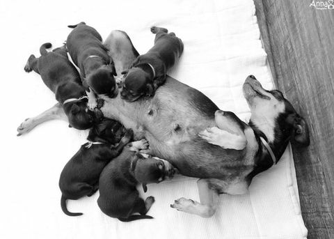 A cadela que balançou sua sessão de fotos de maternidade teve seus filhotes