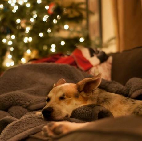 cachorro relaxando no sofá no natal