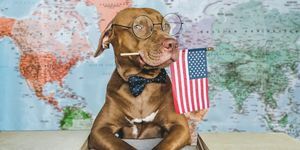 cachorro adorável e bonito e close da bandeira americana, dentro de casa