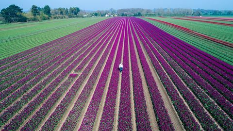 Tulipas em flor no último campo restante de lâmpadas da Grã-Bretanha