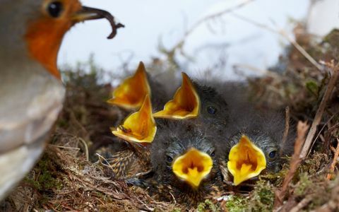 Robin, alimentando cinco filhotes no ninho