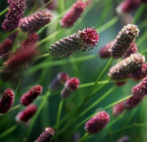 Sanguisorba planta flor