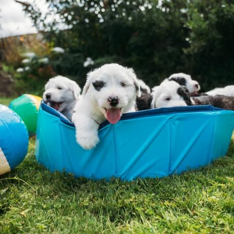 cachorro dulux recebe ninhada de cachorrinhos