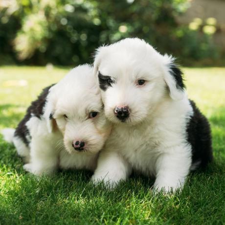 cachorro dulux recebe ninhada de cachorrinhos