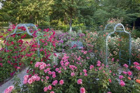 Jardim de rosas Cliveden