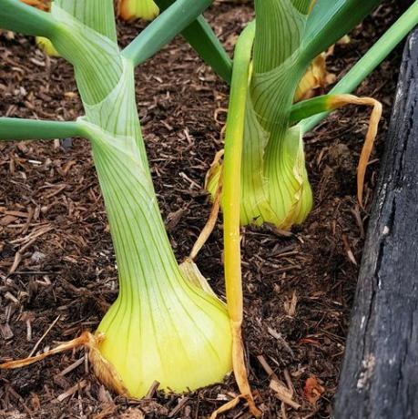 o que fazer no jardim em julho