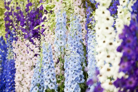 flor show delphiniums