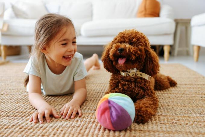 amor entre animal de estimação e dono, menina e poodle toy brincando em casa