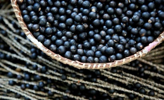 Cesta com açaí (Euterpe oleracea) na região amazônica, Brasil