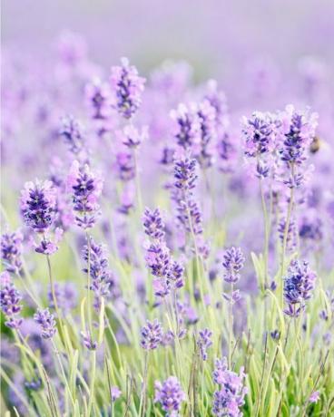 flores de lavanda cotswolds em snowshill