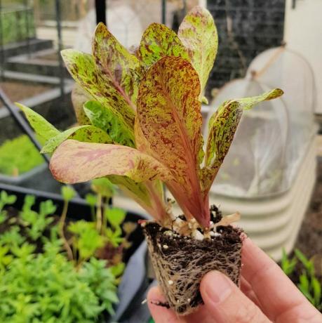 o que fazer no jardim em mudas de salada de abril