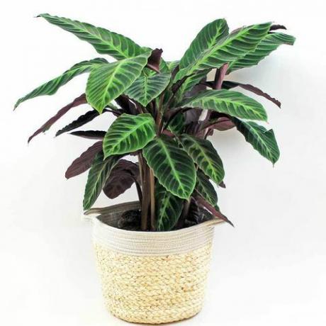 calathea de veludo