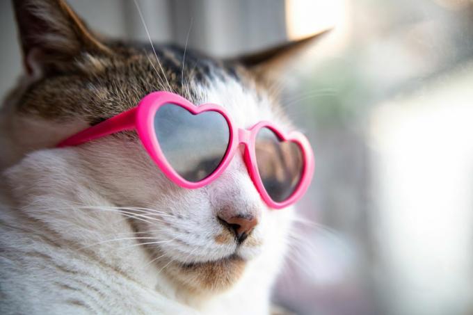 gato usando óculos de sol em formato de coração