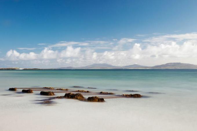 Alga Na Costa Na Praia Eilogarry; Ilha de Barra, Escócia