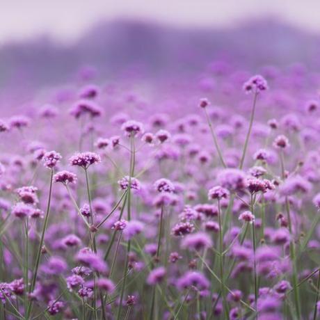 tiro de foco suave de canteiro de flores de verbena de cor roxa