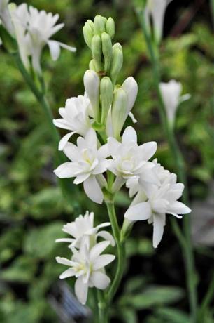 Planta, flor, branco, pétala, planta com flores, pedicelo, tuberosa, planta herbácea, caule da planta, subarbusto, 