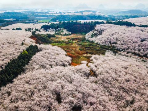 Cerejeiras na fazenda Pingba em Guiyang, província de Guizhou, China