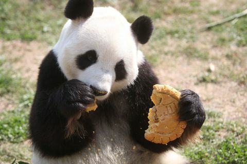 panda comendo mooncake